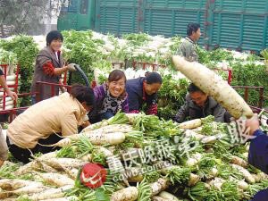 记者追踪萝卜8小时:出土价9角 上市卖3元