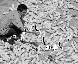 玉米放量增仓上行郑麦再创历史新高