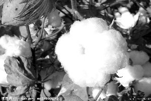 �޻��۸����½�ͨ�� ���ڶ��������޻��ڻ�