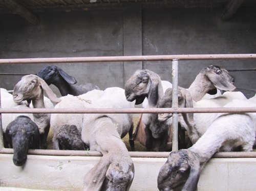 �½��������Ϊ�й������³��� ���һֻ1400��